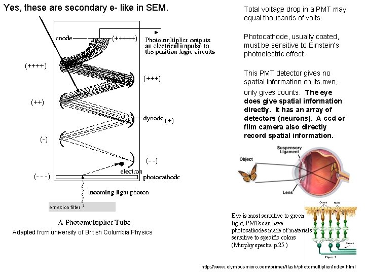 Yes, these are secondary e- like in SEM. Total voltage drop in a PMT