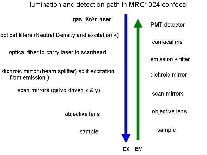 Illumination and detection path in MRC 1024 confocal gas, Kr. Ar laser PMT detector