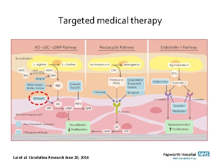 Targeted medical therapy Lai et al. Circulation Research June 20, 2014 