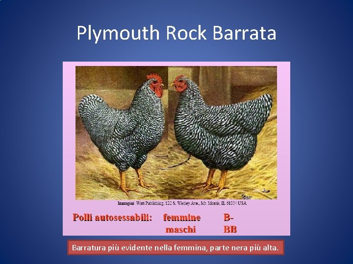 Plymouth Rock Barrata Barratura più evidente nella femmina, parte nera più alta. 