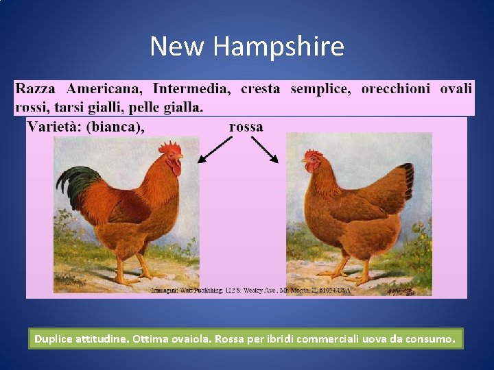 New Hampshire Duplice attitudine. Ottima ovaiola. Rossa per ibridi commerciali uova da consumo. 