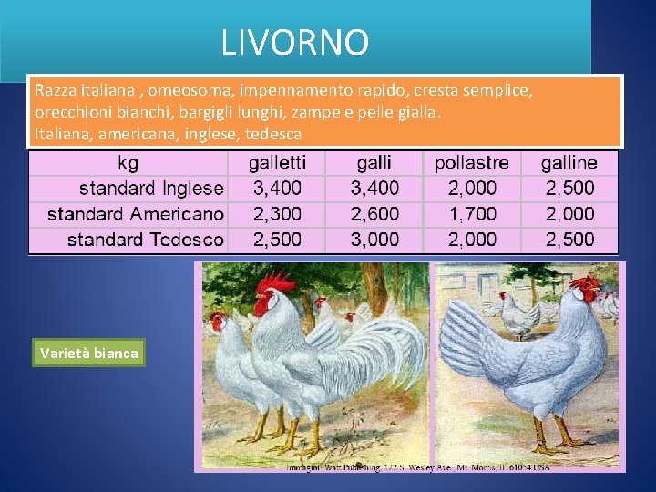 LIVORNO Razza italiana , omeosoma, impennamento rapido, cresta semplice, orecchioni bianchi, bargigli lunghi, zampe