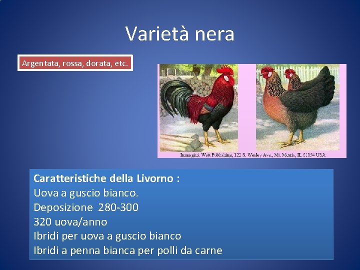 Varietà nera Argentata, rossa, dorata, etc. Caratteristiche della Livorno : Uova a guscio bianco.