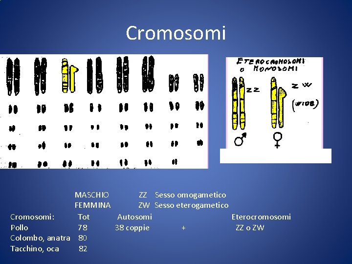 Cromosomi MASCHIO ZZ Sesso omogametico FEMMINA ZW Sesso eterogametico Cromosomi: Tot Autosomi Eterocromosomi Pollo