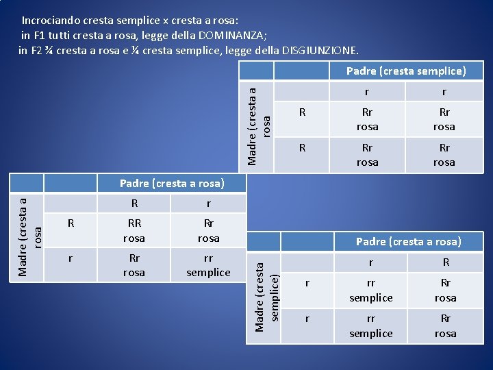 Incrociando cresta semplice x cresta a rosa: in F 1 tutti cresta a rosa,