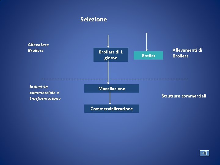 Selezione Allevatore Broilers Industria commerciale e trasformazione Broilers di 1 giorno Broiler Allevamenti di