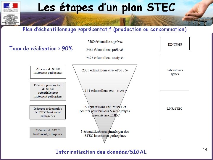 Les étapes d’un plan STEC Plan d’échantillonnage représentatif (production ou consommation) Taux de réalisation