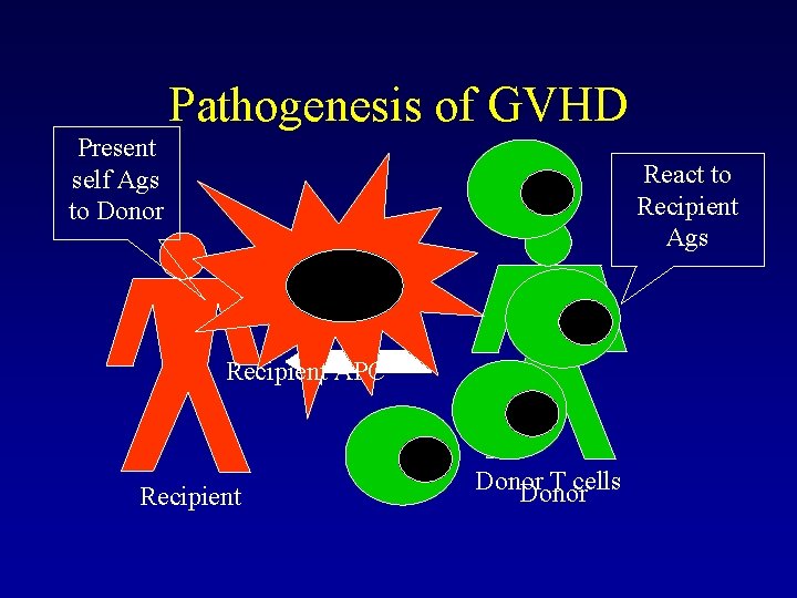 Pathogenesis of GVHD Present self Ags to Donor React to Recipient Ags Recipient APC