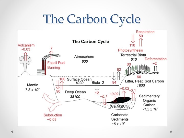 The Carbon Cycle 