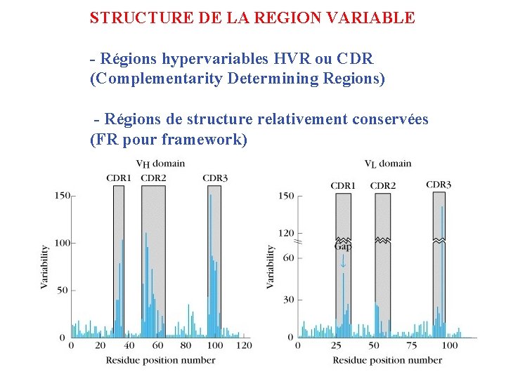 STRUCTURE DE LA REGION VARIABLE Complementarity determining - Régions hypervariables HVR ou CDR (Complementarity