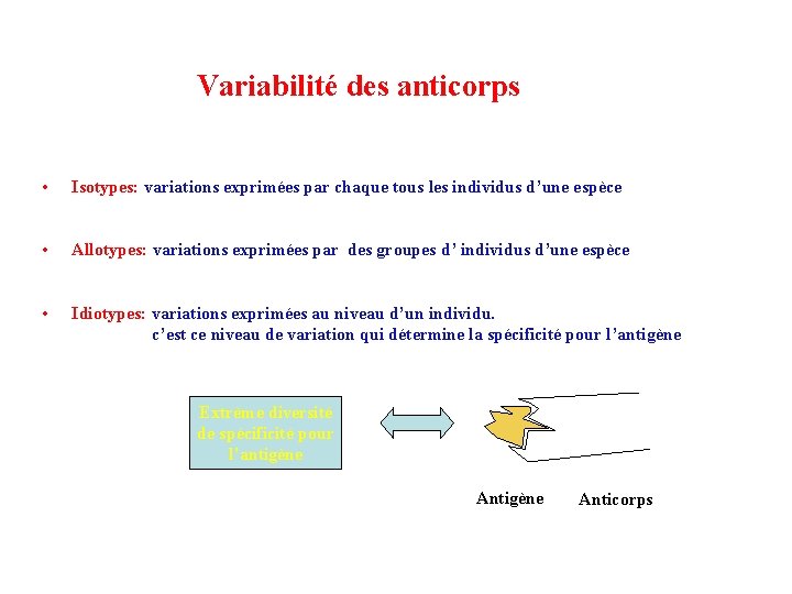 Variabilité des anticorps • Isotypes: variations exprimées par chaque tous les individus d’une espèce