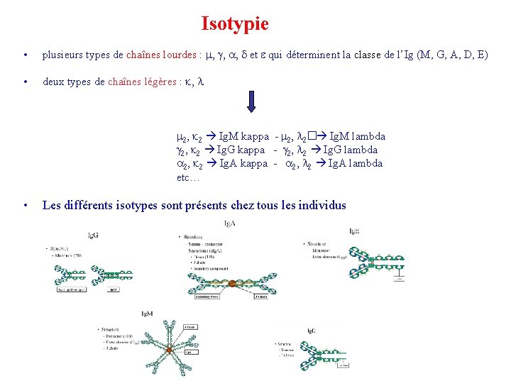 Isotypie • plusieurs types de chaînes lourdes : d et e qui déterminent la