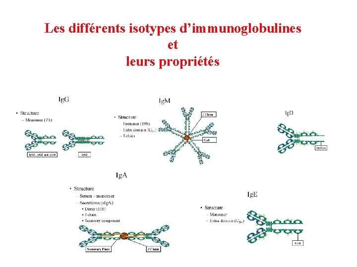 Les différents isotypes d’immunoglobulines et leurs propriétés 