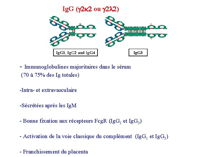 Ig. G (g 2 k 2 ou g 2 l 2) - Immunoglobulines majoritaires