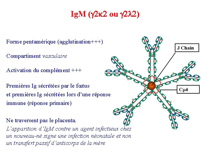 Ig. M (g 2 k 2 ou g 2 l 2) Forme pentamérique (agglutination+++)