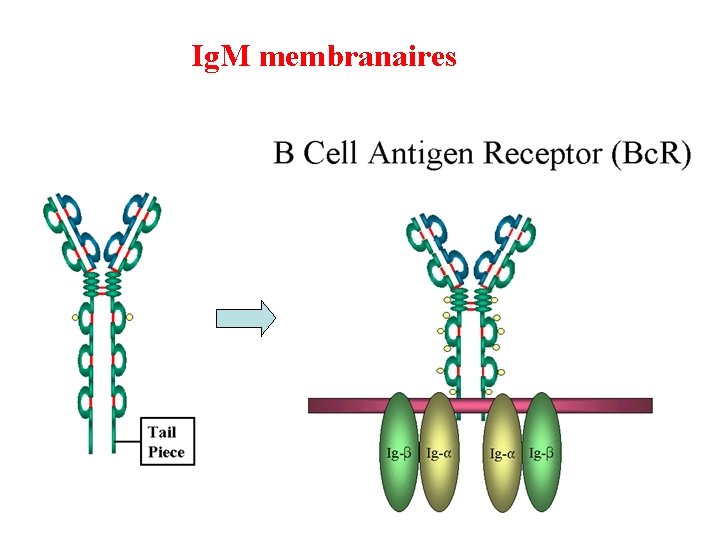 Ig. M membranaires 