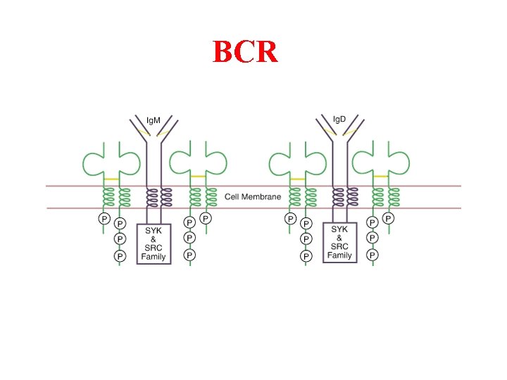 BCR 