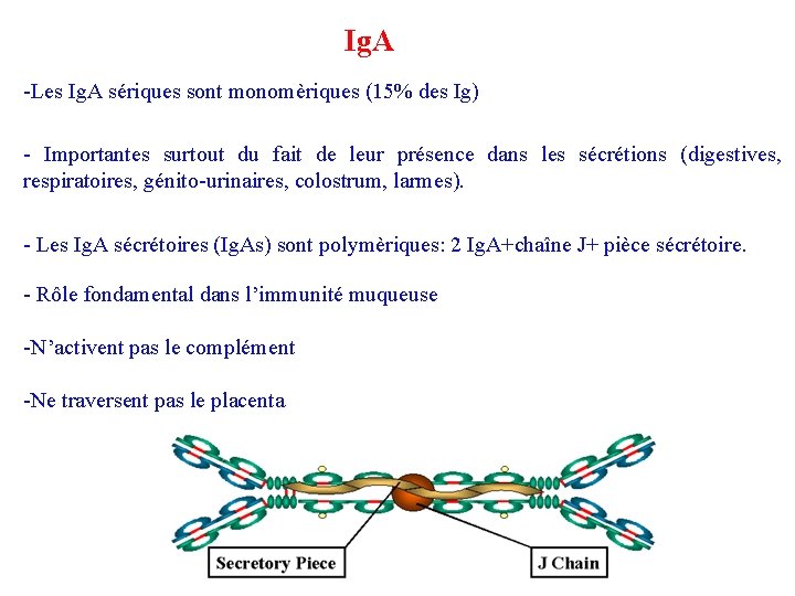 Ig. A -Les Ig. A sériques sont monomèriques (15% des Ig) - Importantes surtout