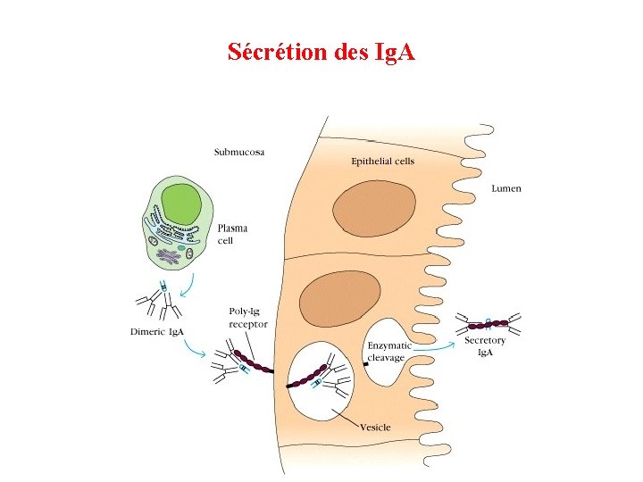 Sécrétion des Ig. A 