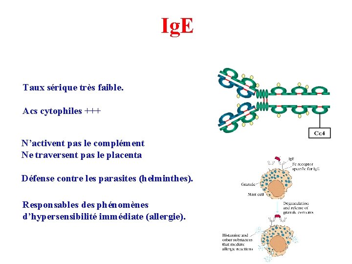 Ig. E • Phénomène de Prausnitz et Kustner • Dégranulation des basophiles et des