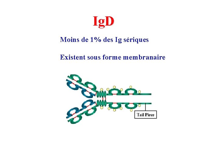 Ig. D Moins de 1% des Ig sériques Existent sous forme membranaire 