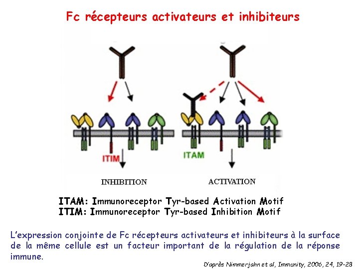 Fc récepteurs activateurs et inhibiteurs ITAM: Immunoreceptor Tyr-based Activation Motif ITIM: Immunoreceptor Tyr-based Inhibition