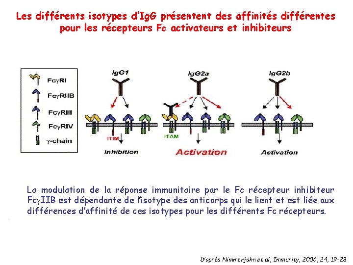 Les différents isotypes d’Ig. G présentent des affinités différentes pour les récepteurs Fc activateurs