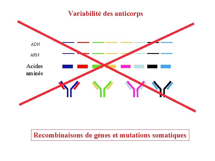 Variabilité des anticorps ADN ARN Acides aminés Recombinaisons de gènes et mutations somatiques 