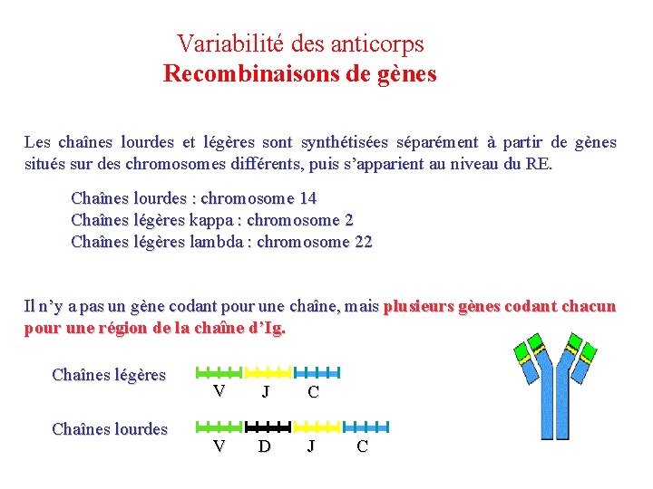 Variabilité des anticorps Recombinaisons de gènes Les chaînes lourdes et légères sont synthétisées séparément