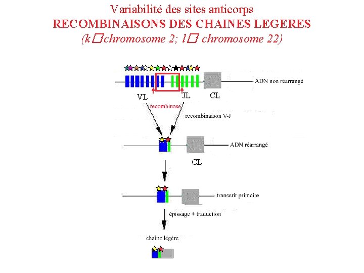 Variabilité des sites anticorps RECOMBINAISONS DES CHAINES LEGERES (k�: chromosome 2; l�: chromosome 22)