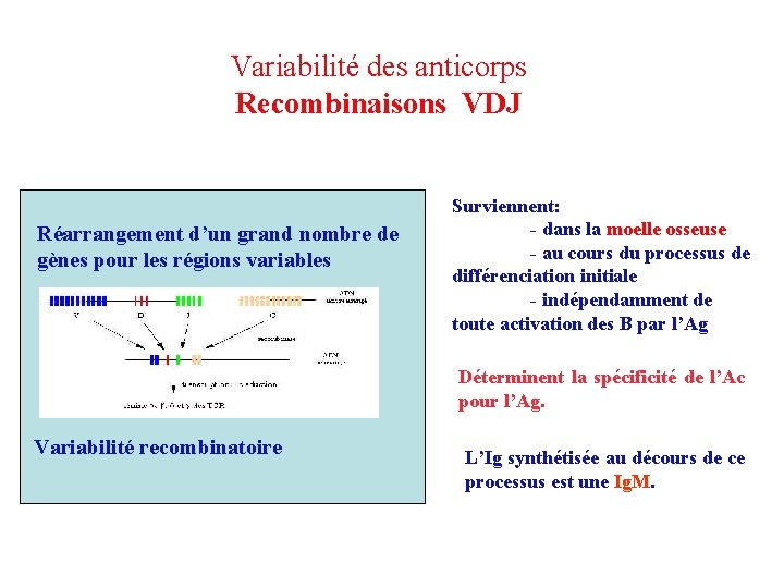 Variabilité des anticorps Recombinaisons VDJ Réarrangement d’un grand nombre de gènes pour les régions