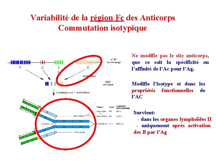 Variabilité de la région Fc des Anticorps Commutation isotypique Ne modifie pas le site