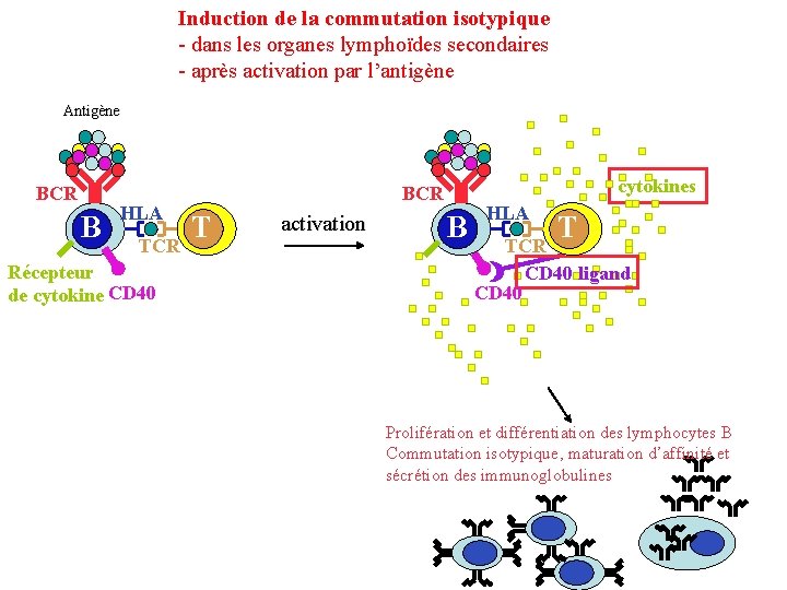 Induction de la commutation isotypique - dans les organes lymphoïdes secondaires - après activation