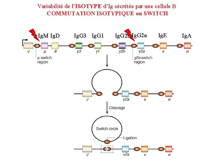 Variabilité de l’ISOTYPE d’Ig sécrétée par une cellule B COMMUTATION ISOTYPIQUE ou SWITCH Ig.