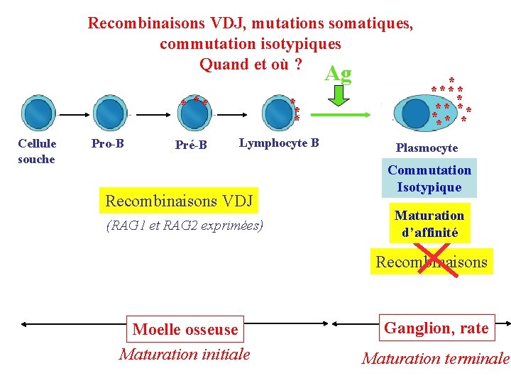 Recombinaisons VDJ, mutations somatiques, commutation isotypiques Quand et où ? Ag * ** Cellule
