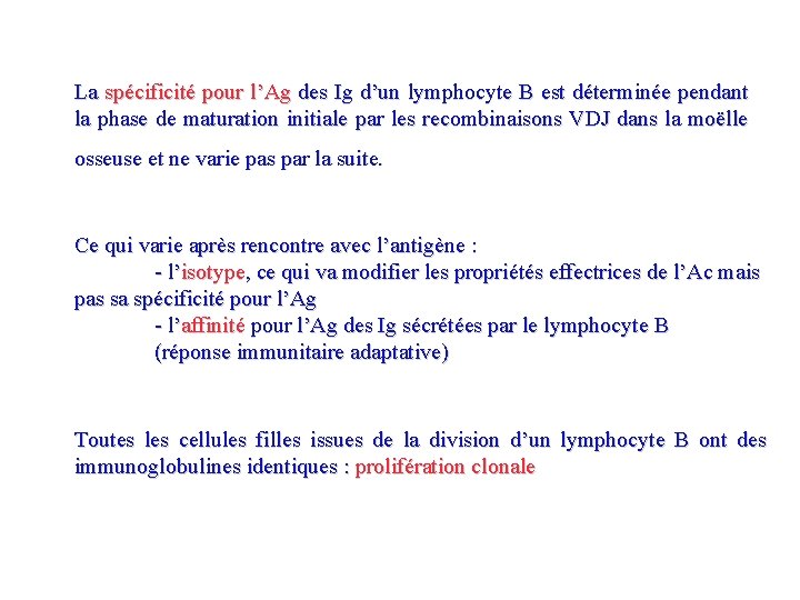 La spécificité pour l’Ag des Ig d’un lymphocyte B est déterminée pendant la phase