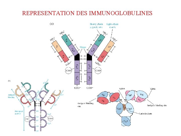 REPRESENTATION DES IMMUNOGLOBULINES 