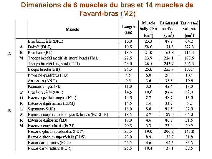 Dimensions de 6 muscles du bras et 14 muscles de l’avant-bras (M 2) A