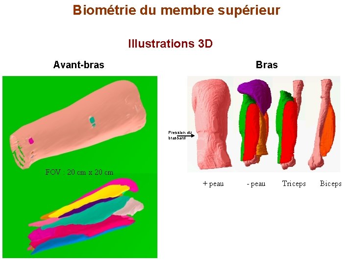 Biométrie du membre supérieur Illustrations 3 D Avant-bras Bras Pression du brassard FOV :