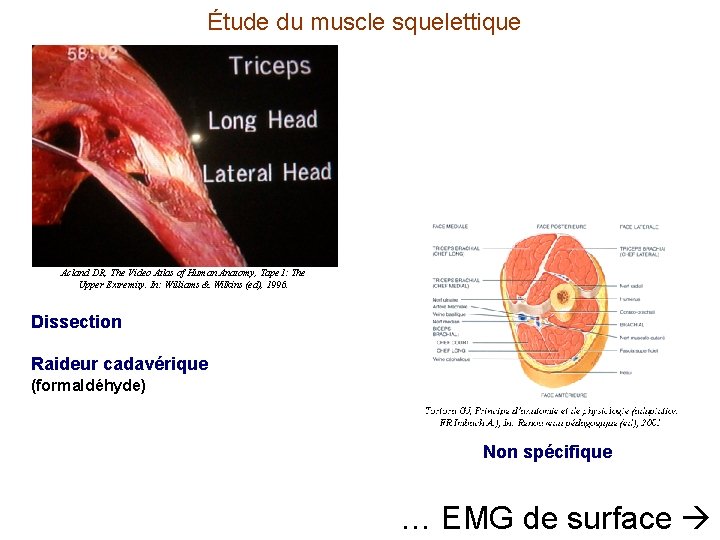 Étude du muscle squelettique Acland DR, The Video Atlas of Human Anatomy, Tape 1: