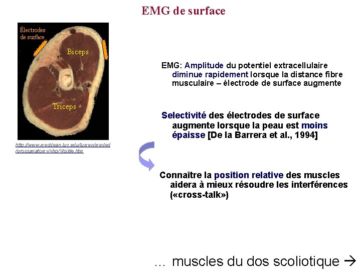 EMG de surface Électrodes de surface Biceps EMG: Amplitude du potentiel extracellulaire diminue rapidement