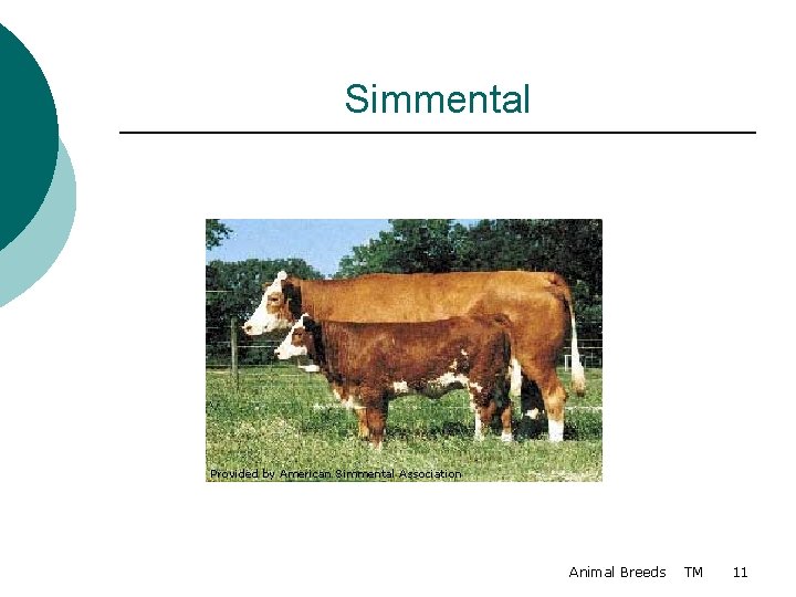 Simmental Provided by American Simmental Association Animal Breeds TM 11 
