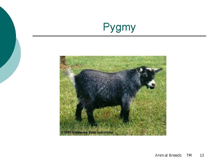 Pygmy Animal Breeds TM 13 