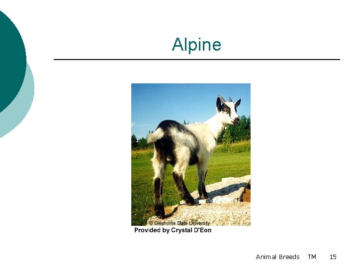 Alpine Animal Breeds TM 15 