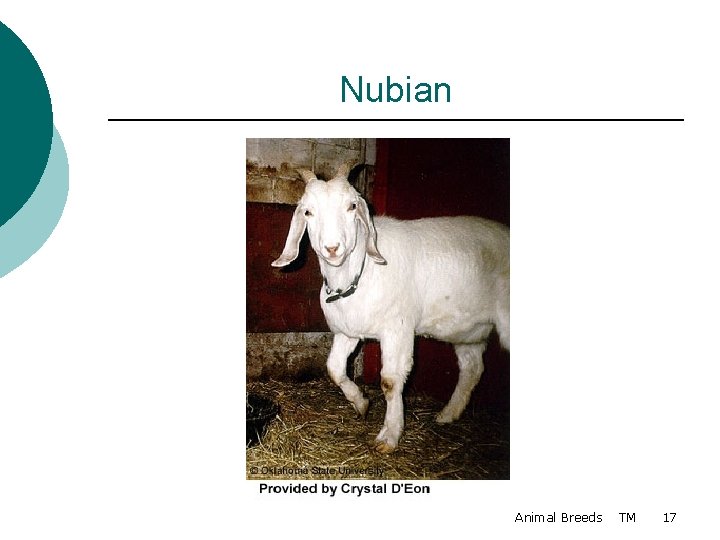 Nubian Animal Breeds TM 17 