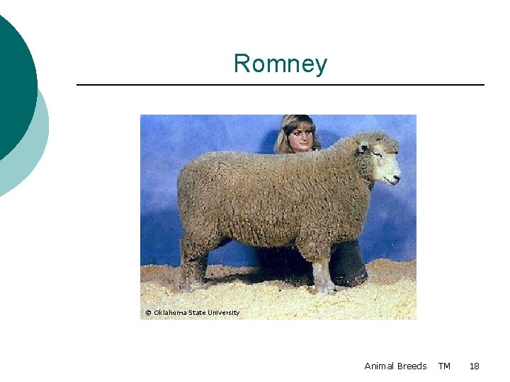 Romney © Oklahoma State University Animal Breeds TM 18 