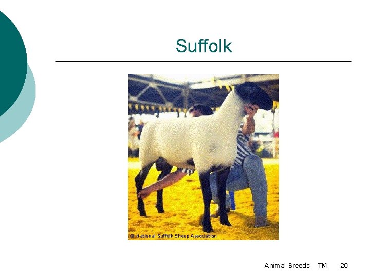 Suffolk © National Suffolk Sheep Association Animal Breeds TM 20 