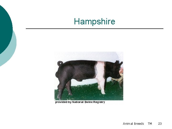 Hampshire Animal Breeds TM 23 
