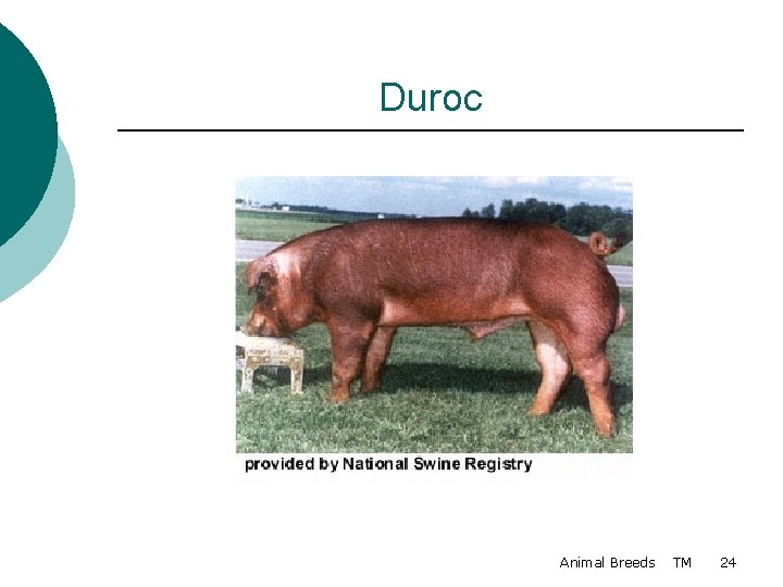 Duroc Animal Breeds TM 24 