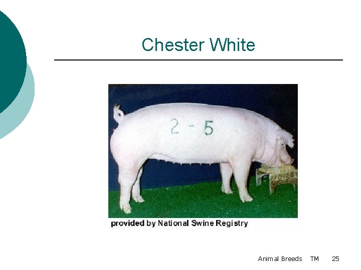 Chester White Animal Breeds TM 25 